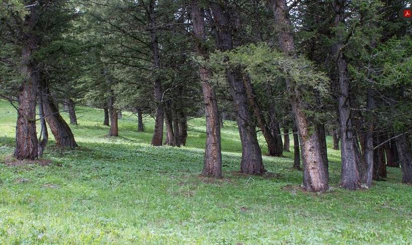 Forêt de sapins de Douglas